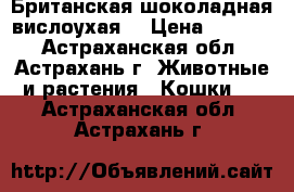 Британская шоколадная вислоухая  › Цена ­ 3 000 - Астраханская обл., Астрахань г. Животные и растения » Кошки   . Астраханская обл.,Астрахань г.